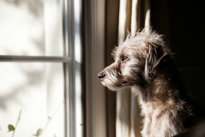 Hund alleine lassen HundeKausnacks Magazin