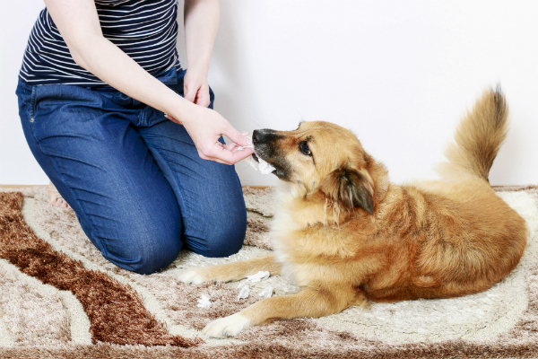 Leckerchen können bei älteren Hunden helfen, die Trennungsangst ab zu trainieren