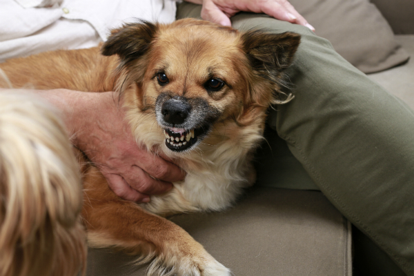 Auffälligkeiten im Verhalten sind kein Grund, einen Hund zu kastrieren