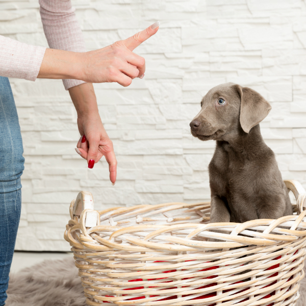 Hund alleine lassen HundeKausnacks Magazin