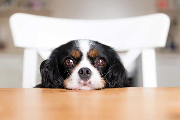 Bei diesem Blick werden viele Hundebesitzer schwach