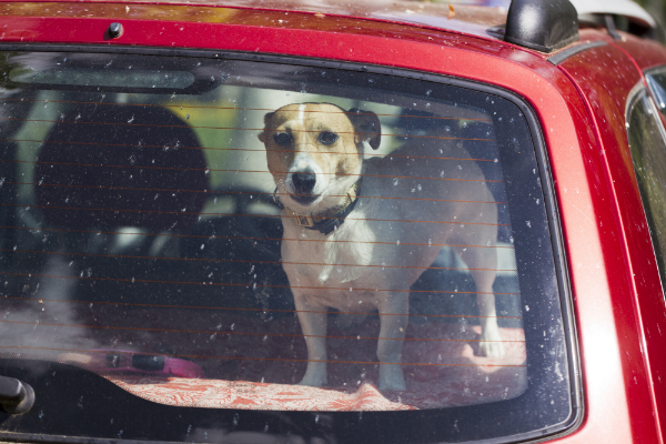 Hund im Auto eingesperrt