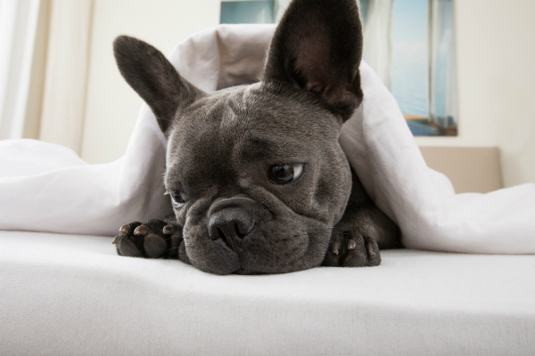 Wenn es Ihrem Hund nach dem Verzehr von verbotenen Speisen schlecht geht, sollten Sie dringend einen Tierarzt aufsuchen