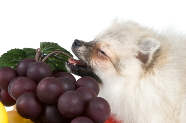 Weintrauben sind ein absolutes Tabu - sie sind für Hunde giftig!