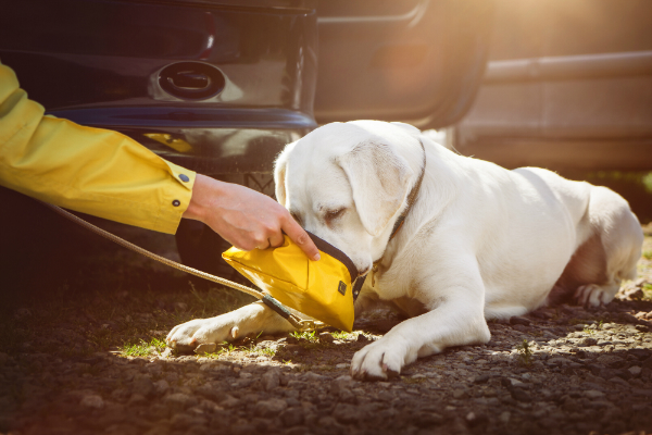 Junger Labrador trinkt Wasser aus einem Napf