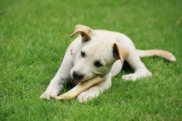 Kauartikel fuer Ihren Hund