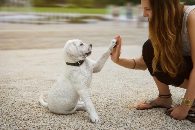 Körpersprache beim Hund