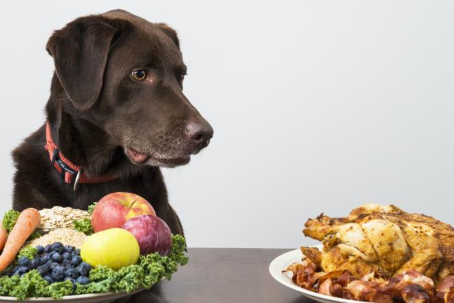 Was dürfen Hunde nicht fressen?