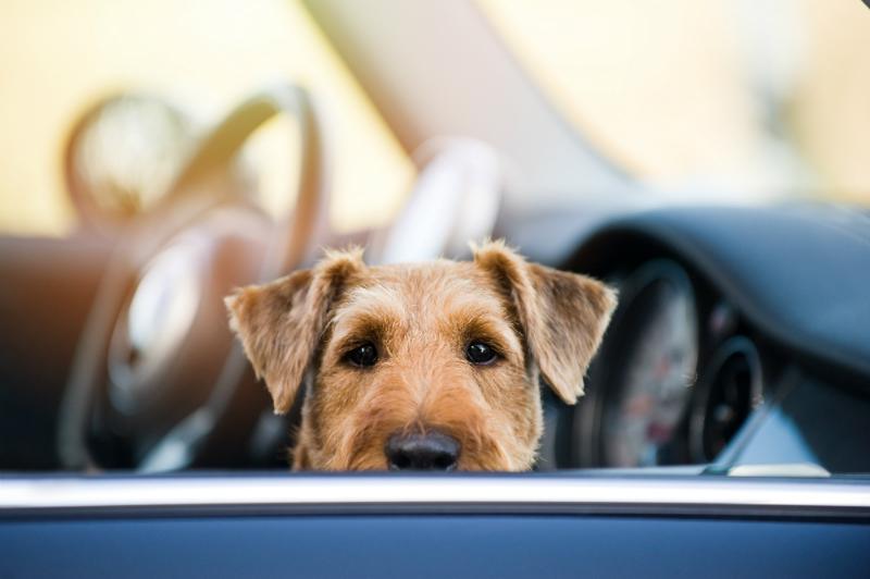 Wieder Hund in überhitztem Auto entdeckt