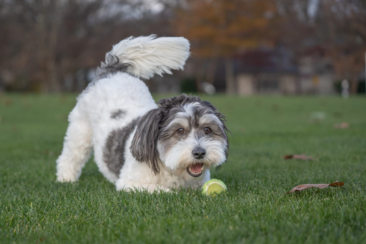 Hund zeigt mit Körpersprache, dass er spielen will