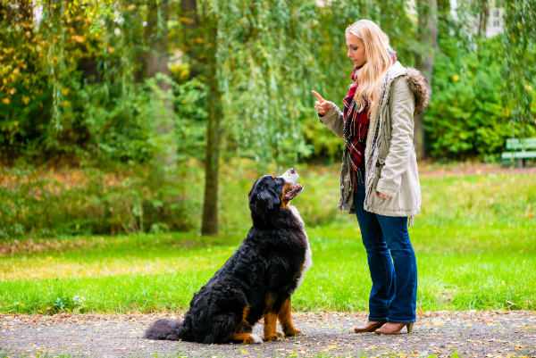 Mithilfe von Leckerchen können Sie Ihren Hund trainieren