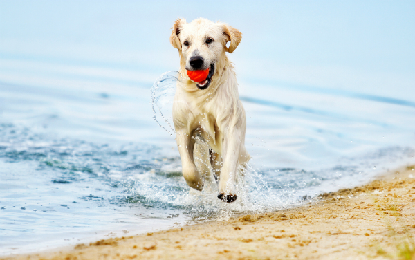 Strandurlaub mit dem Hund klingt toll - doch sind einige wichtige Punkte vorab zu beachten