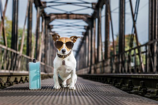 Dog Welcome: Unsere Empfehlungen für Urlaub mit dem Hund