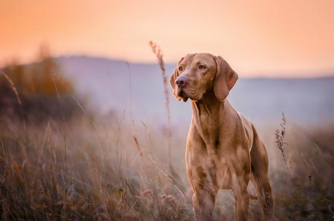 Vitamine für Hunde
