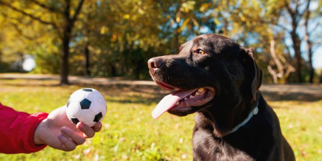 Hund Beschaftigen Hunde Kausnacks Magazin