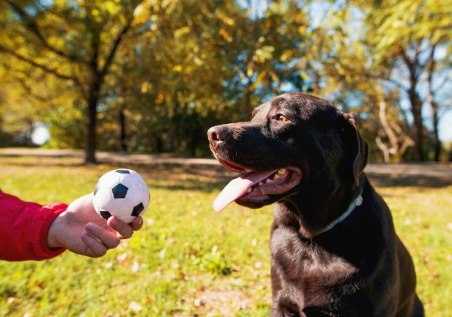 Hund beschäftigen drinnen und draußen
