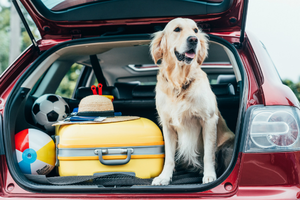 Vergessen Sie nicht, Spielzeug und Leckerlis für den Hund mit einzupacken