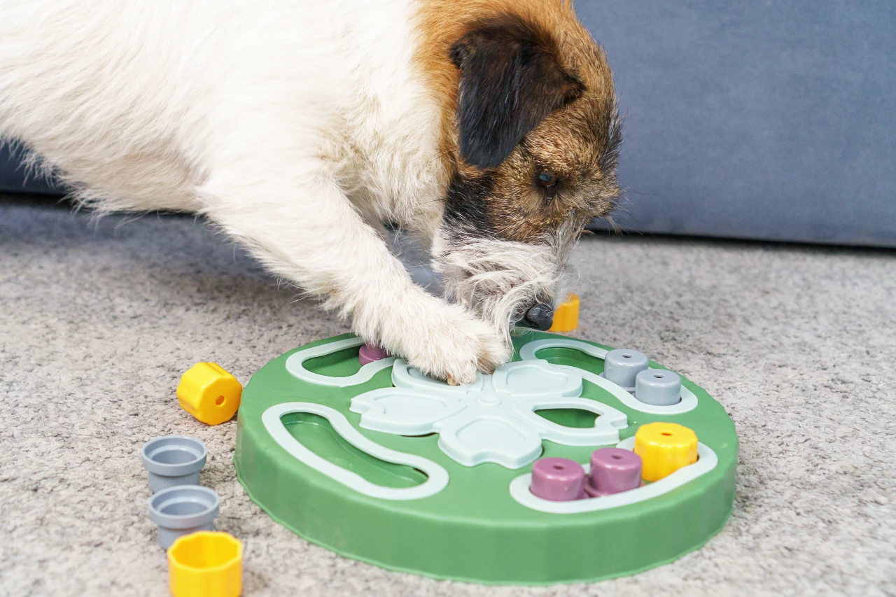 Denkspiele für Hunde – Vierbeiner sucht Leckerli in einer Drehscheibe