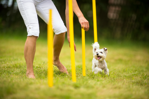 Agility ist gut fuer Tier und Mensch