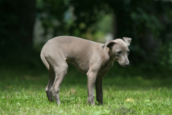 Durchfall bei Hunden ist keine eigene Erkrankung, sondern ein Symptom einer Störung im Magen-Darm-Trakt