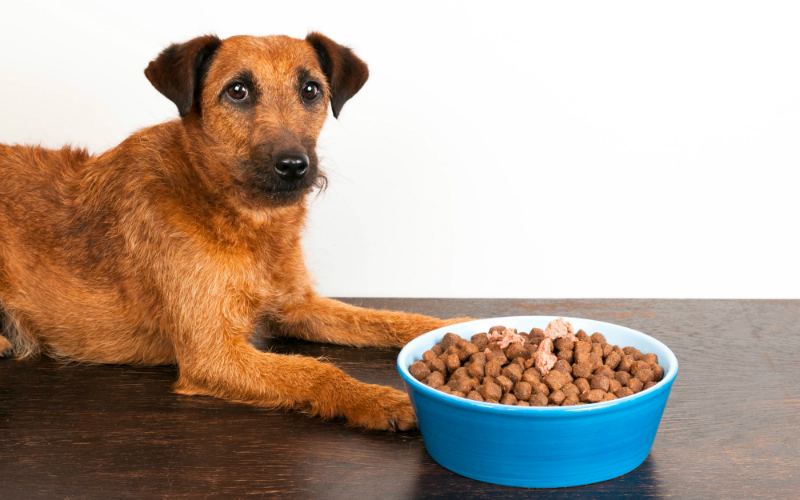 Was tun, wenn der Hund nicht frisst HundeKausnacks Magazin