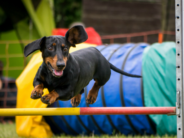 Hundesport fuer alle Groessen