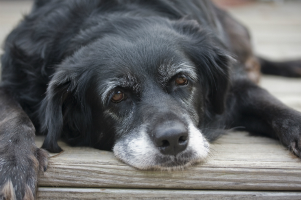 Schlappheit, Appetitlosigkeit und Schmerzen sind Symptome von Durchfall bei Hunden
