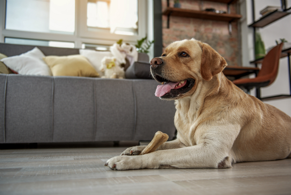 Qualitativ hochwertige Hundesnacks