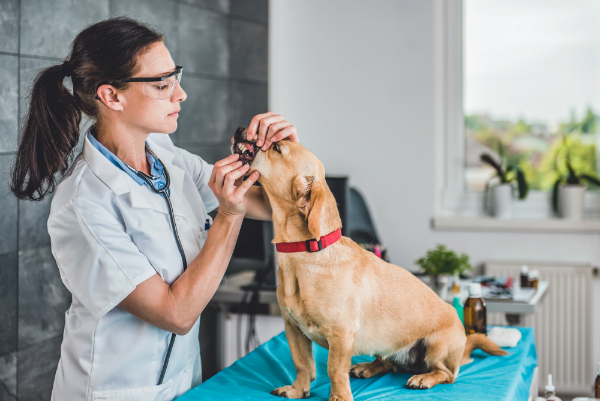 Tierarzt untersucht Zaehne eines Hundes
