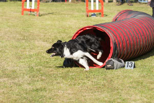 Tunnel als Teil des Parcours beim Agility