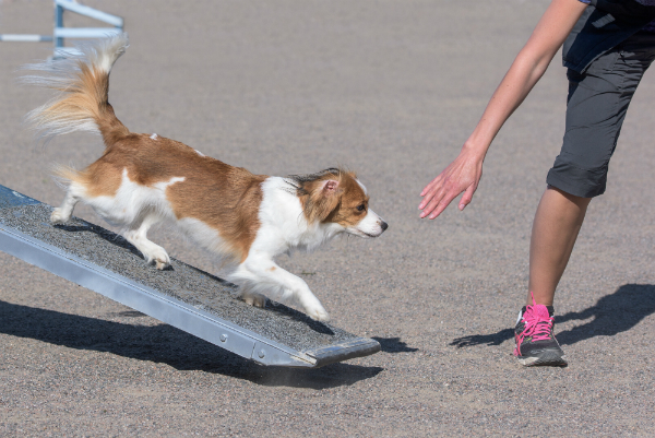 Wippe beim Agility