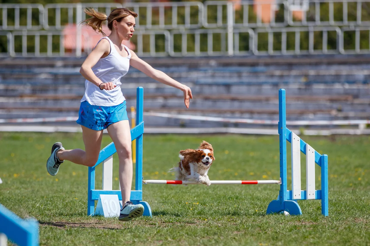 Agility-Training hält Hund und Mensch fit