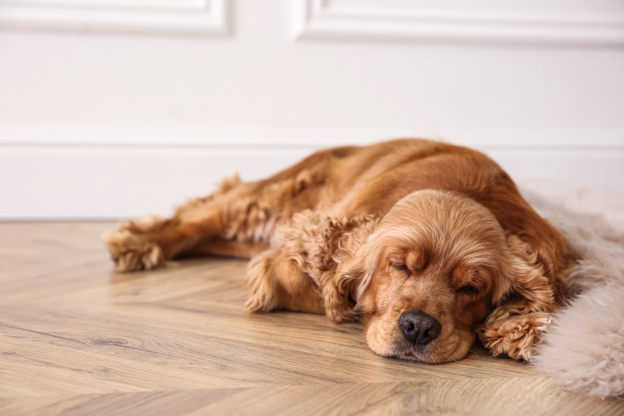 Hund frisst nicht und liegt apathisch auf dem Boden