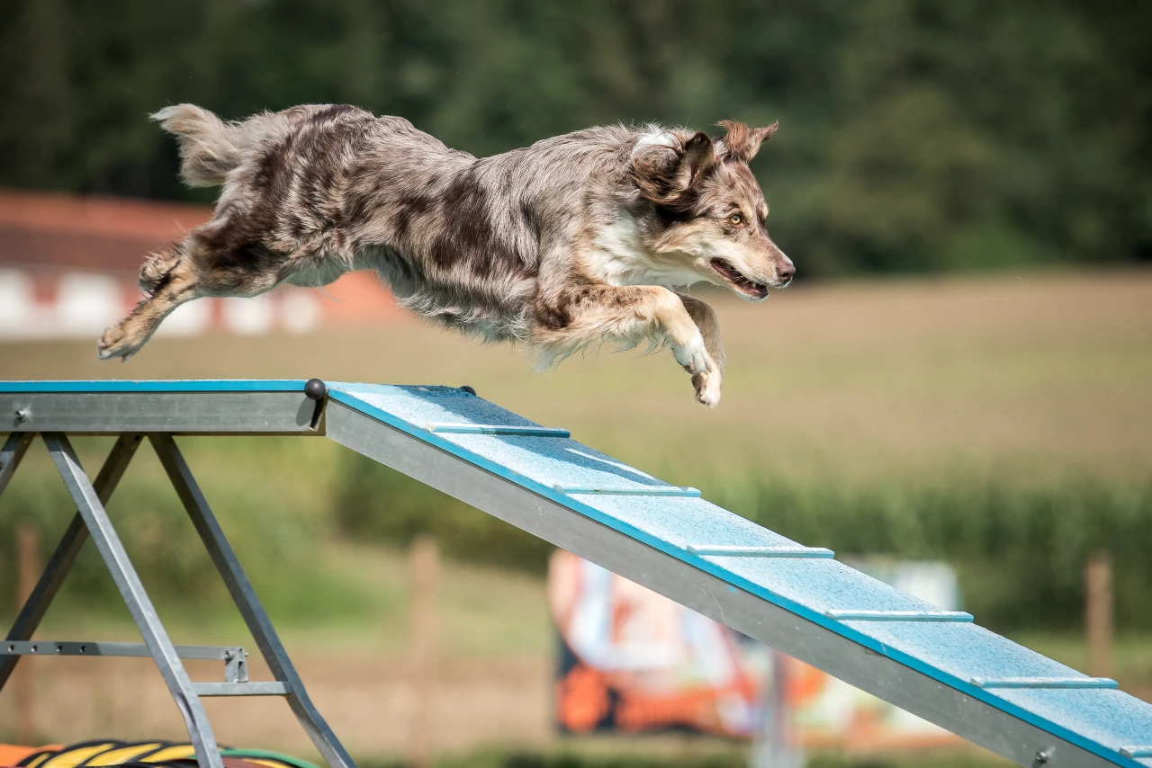 Hund rennt beim Agility über einen Steg