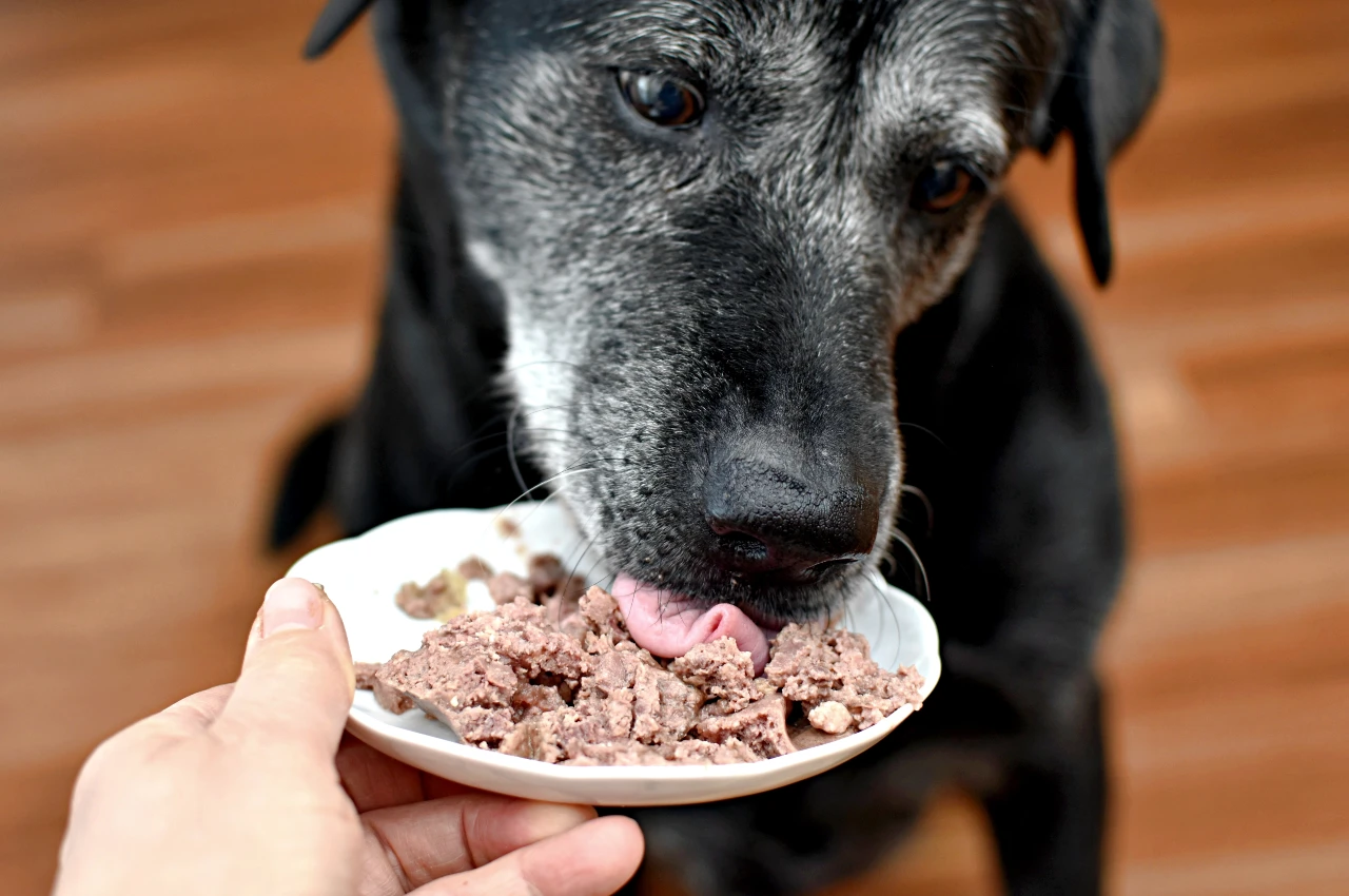 Hund zum Fressen animieren, in dem das Futter vorab erwärmt oder mit etwas Quark vermischt wird