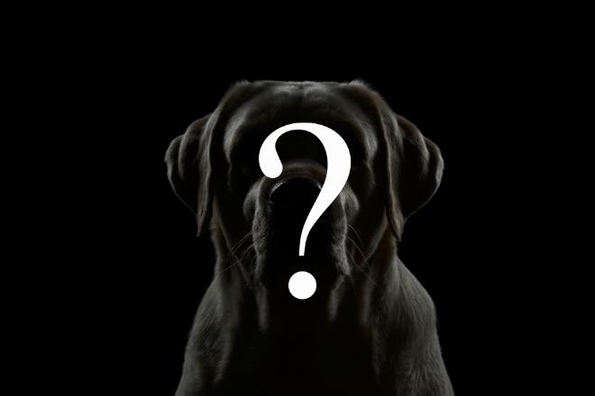 Der hässlichste Hund der Welt