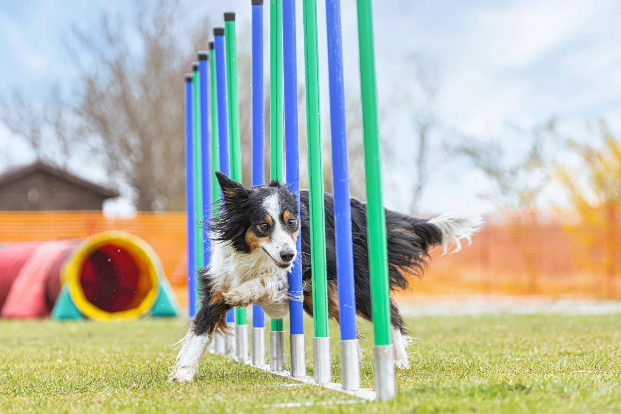 Slalom-Parcours beim Agility mit Hund