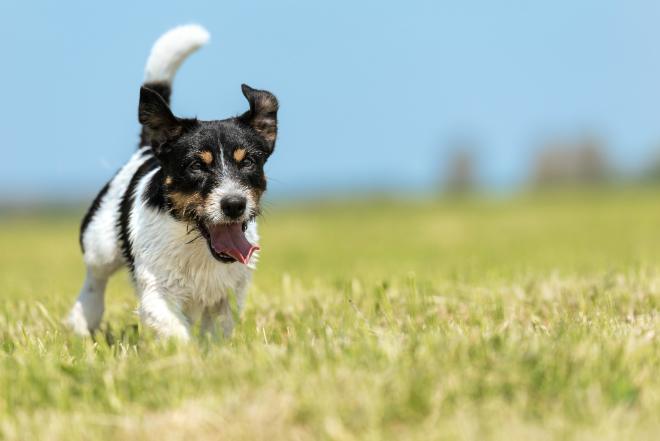 Fellpflege beim Hund HundeKausnacks Magazin