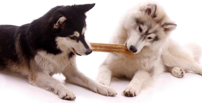 Futterneid beim Hund HundeKausnacks Magazin