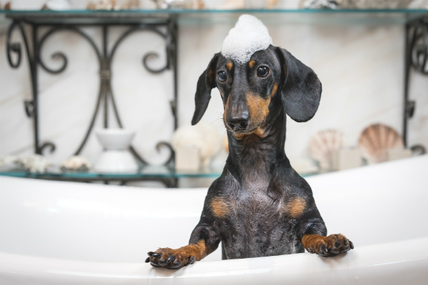 Beim Baden des Hundes auf passendes Shampoo achten