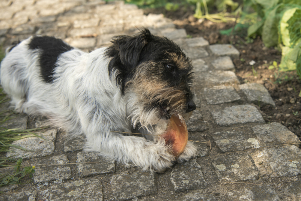 Die richtige Hundeernährung ist wichtig für die Fellpflege