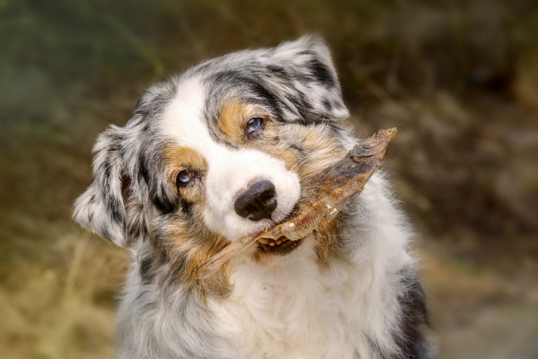 Es gibt viele verschiedene Ernährungsansätze für Hunde - Welche die richtige ist, hängt vom Tier ab