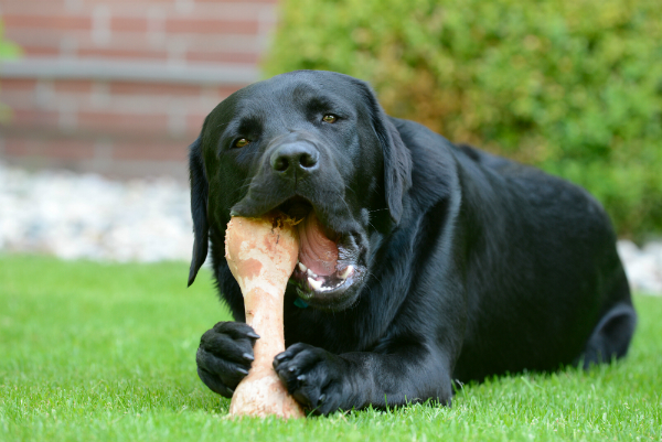 Kauknochen und Kauartikel sind hilfreich für die Zahnreinigung von Hunden