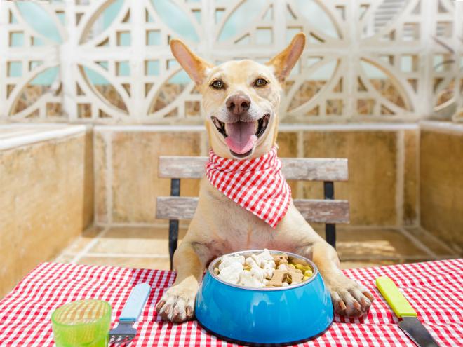 Ernährungsplan für Hunde