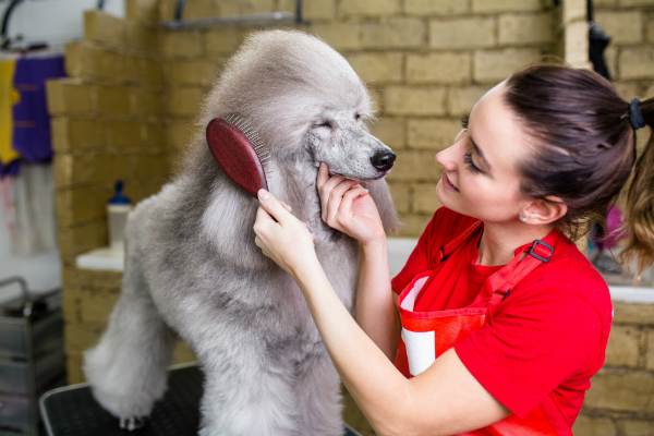 Professionelle Fellpflege vom Hundefriseur