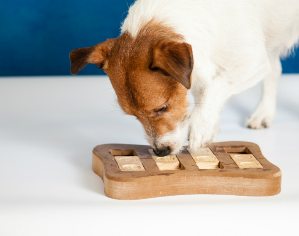 Intelligenzspiele fuer Hunde