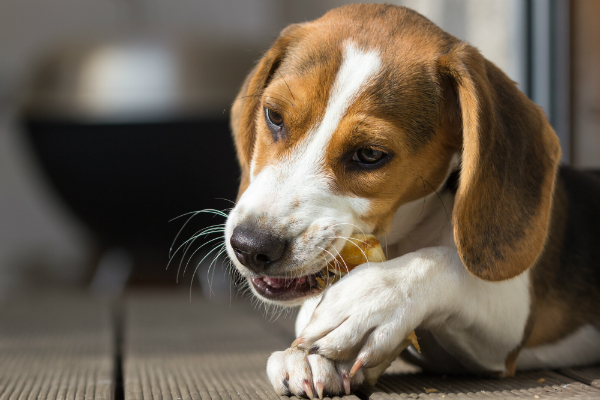 Kauartikel und Leckerlis als beliebteste Geschenke fuer Hunde