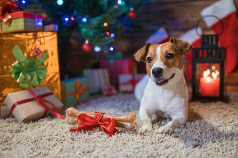 Weihnachtsgeschenke für Hunde