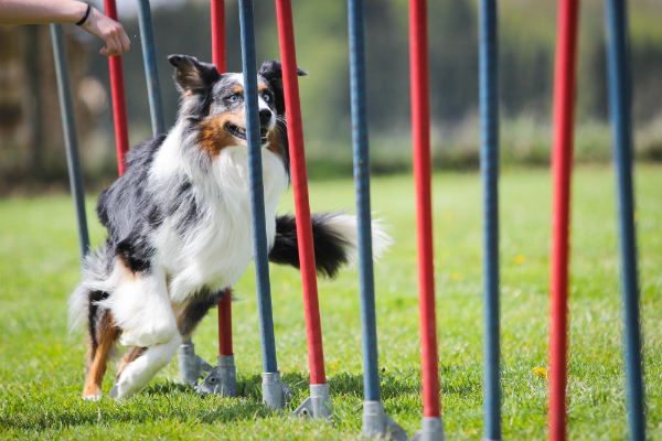 Ein Hund beim Agility Training