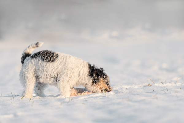 Fressen von Schnee